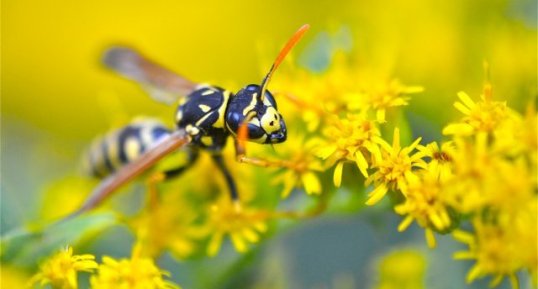 Polistes nimpha