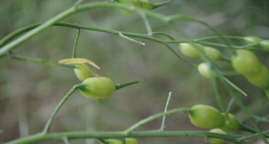 Radis sauvage, raphanus sativa