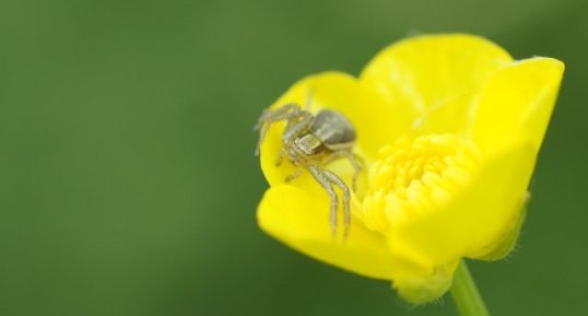 Xysticus ulmi - sous réserve