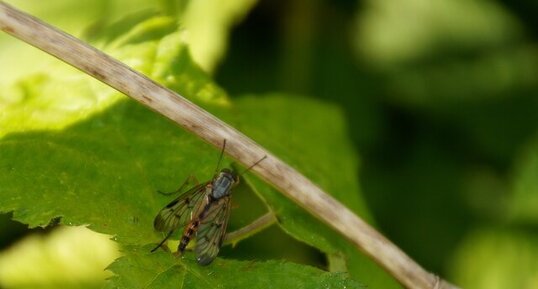 Mouche scorpion - sous réserve