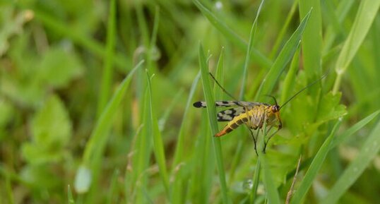 Mouche scorpion - Panorpa communis