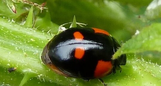 Adalia bipunctata