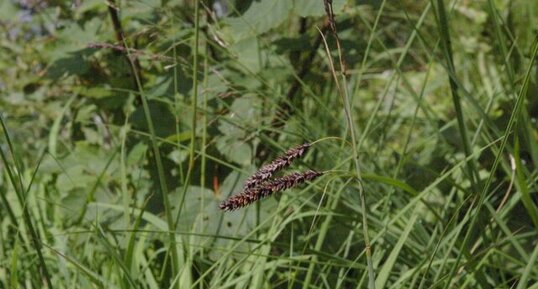 Laîche-carex