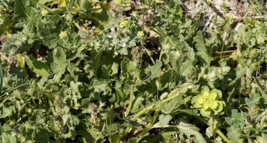 Invasions de fausses chenilles de tenthrèdes