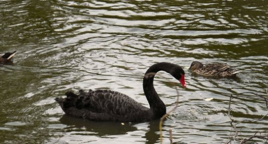 Le cygne noir