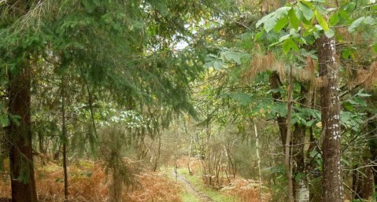 Sous-bois breton en automne