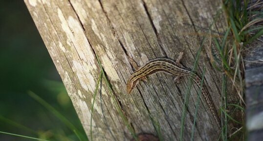 Lézard sp.