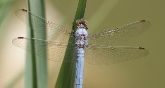 Orthetrum brunneum - mâle