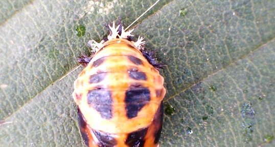 Larve de coccinelle à deux points