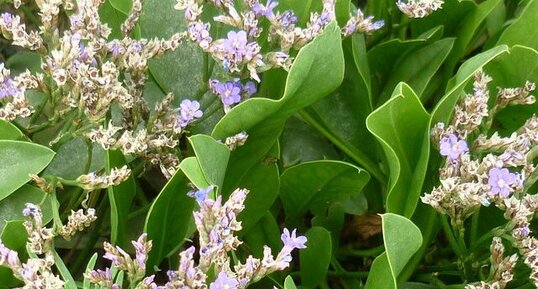 Lavande mer (limonium vulgare)