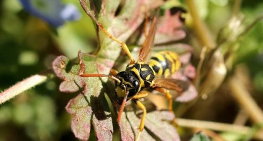 Polistes dominula