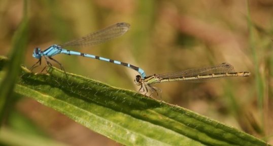 Enallagma cyathigerum