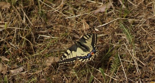 Machaon