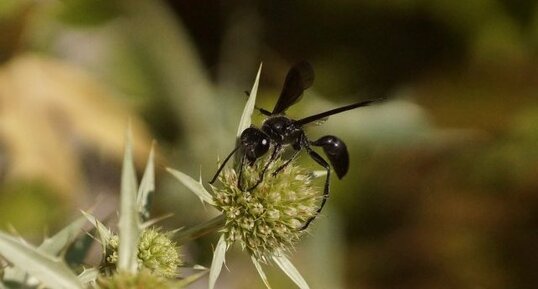 Isodontia mexicana - sous réserve