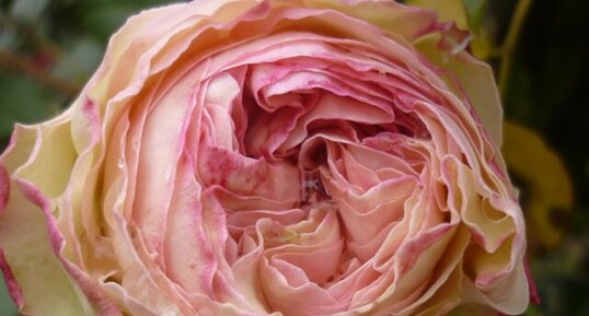 Rose "Pierre de Ronsard"