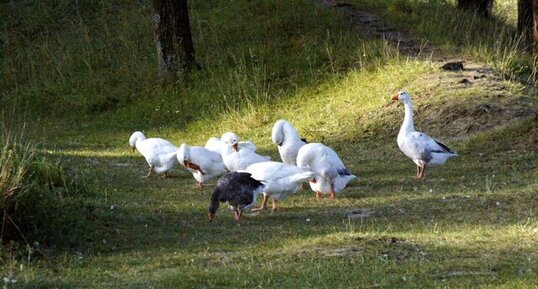 Tondeuses écolos