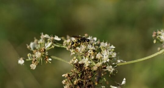 Tenthredo notha ou T. scrophulariae ou T. marginella ???