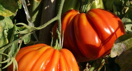 Tomate "coeur de boeuf"