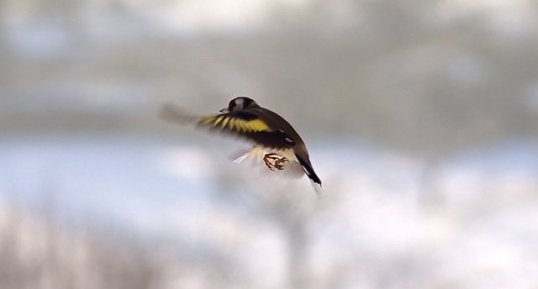 Chardonneret élégant