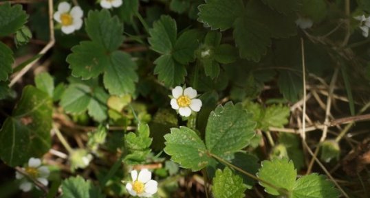 Potentille faux-fraisier