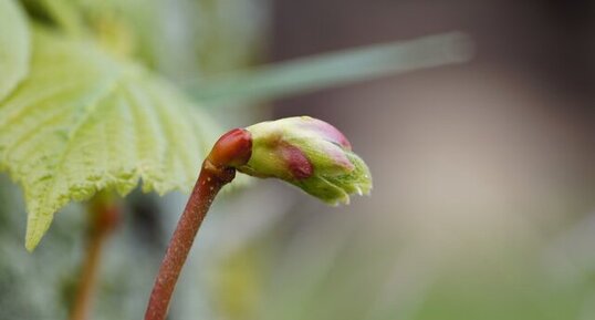 Feuille en devenir