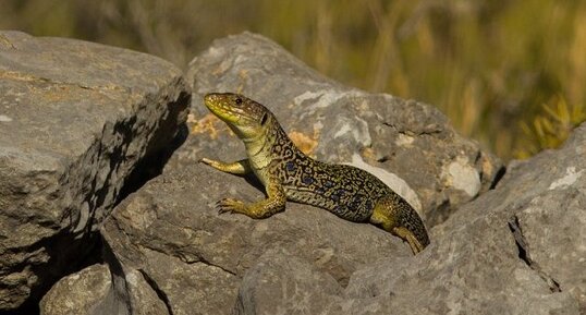 Lézard ocellé