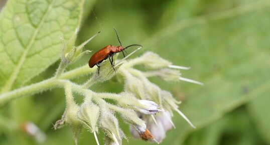 Pyrochroa Serraticornis