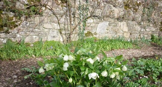 Hellebores