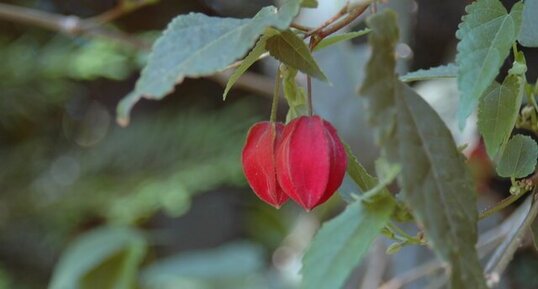 Abutilon Megapotamicum