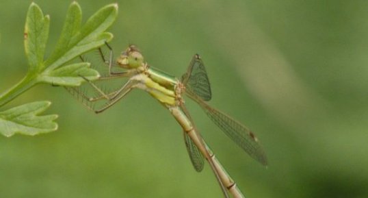 Leste barbare Lestes barbarus