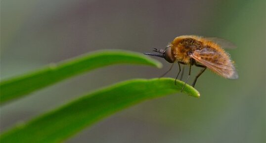 Bombylius sp. (1)