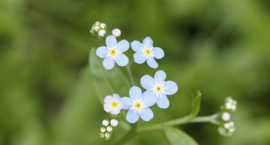 Myosotis sp