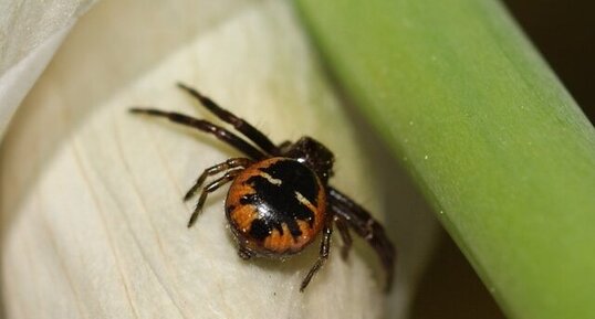 Araignée Napoléon - synaema globosum