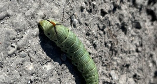 Chenille sphinx