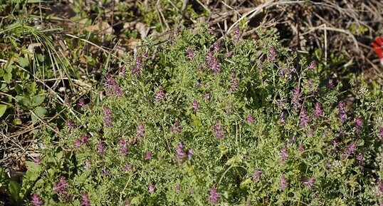 Bouquet de fumeterre officinale