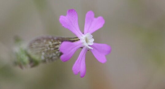 Fleur de Silene sp