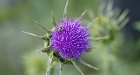 Fleur de chardon marie