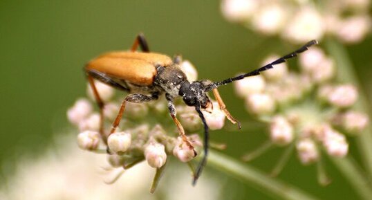 Alosterna tabacicolor