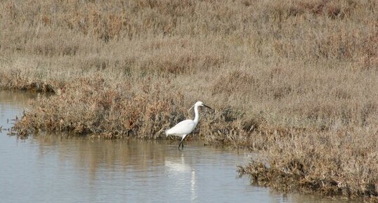 Aigrette garzette