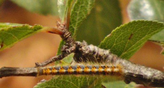 Bombyx du chêne Lasiocampa quercus