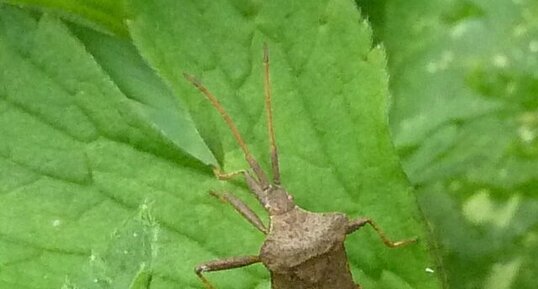 Punaise brune. Corée marginée Coreus marginatus