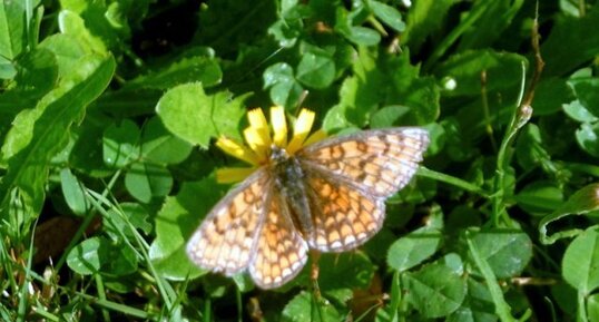 Papillon "Mélitée du Métampyre"