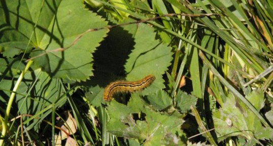 Malacosoma neustria (chenille de papillon de nuit)