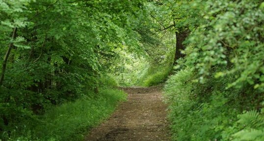 Chemin forestier