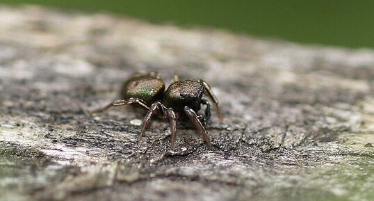 Heliophanus auratus - sous réserve