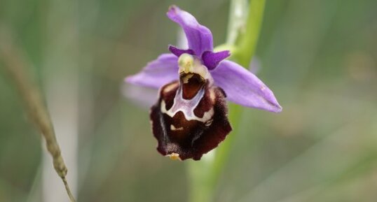 Ophrys bourdon