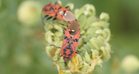 Spilostethus pandurus