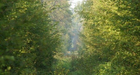 Ambiance forestière