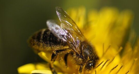 Quand on vous dit qu'elles transportent le pollen...