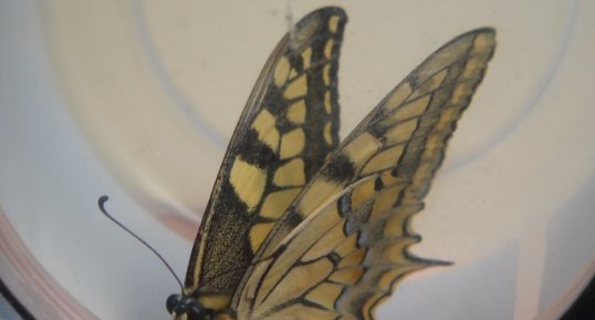 Machaon